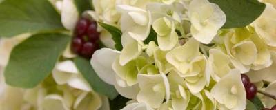 HYDRANGEA macrophylla ENDLESS SUMMER (R) 'Blushing Bride' cov 01