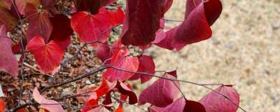 CERCIS canadensis RED FORCE (R) 'Minrouge3' cov 01