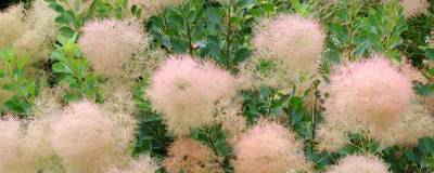 COTINUS coggygria 'YOUNG LADY' cov 01