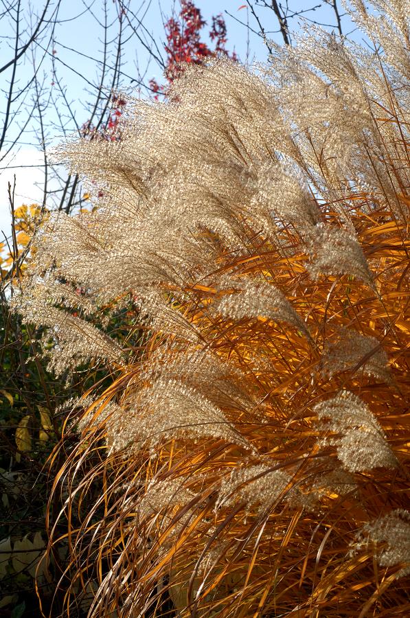 MISCANTHUS Sinensis 'GRAZIELLA' | Minier Solution Pro