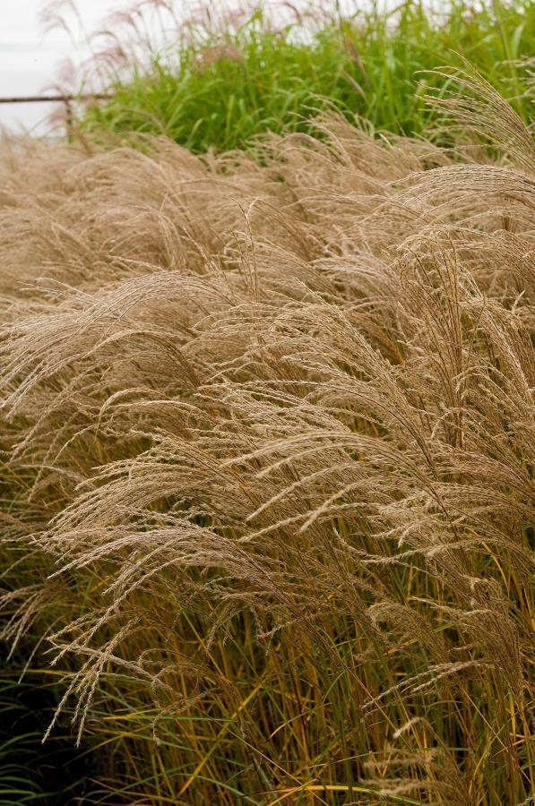 MISCANTHUS Sinensis 'FLAMINGO' | Minier Solution Pro