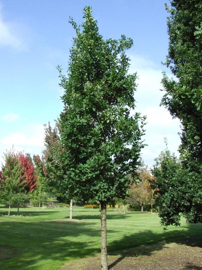 QUERCUS x bimundorum CRIMSON SPIRE (R) 'Crimschmidt' | Minier Solution Pro