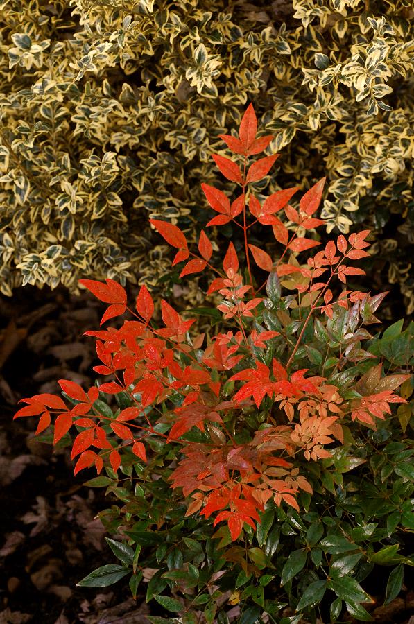 NANDINA domestica 'Gulf Stream' | Minier Solution Pro