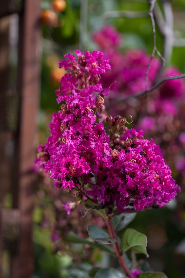 Lagerstroemia Fe (r) 'plum Magic' 