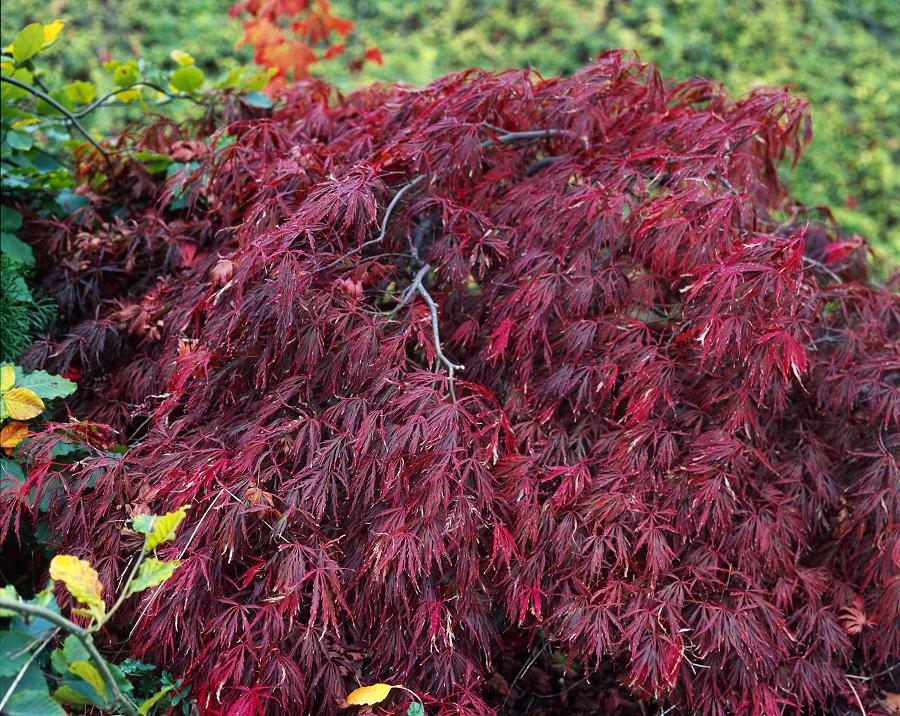 ACER palmatum 'CRIMSON QUEEN' | Minier Solution Pro