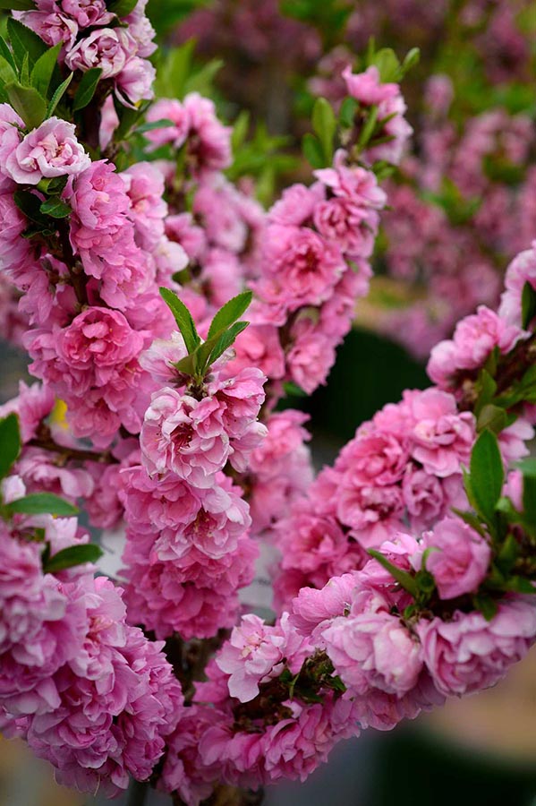 PRUNUS persica 'PINK PEACHY' | Minier Solution Pro