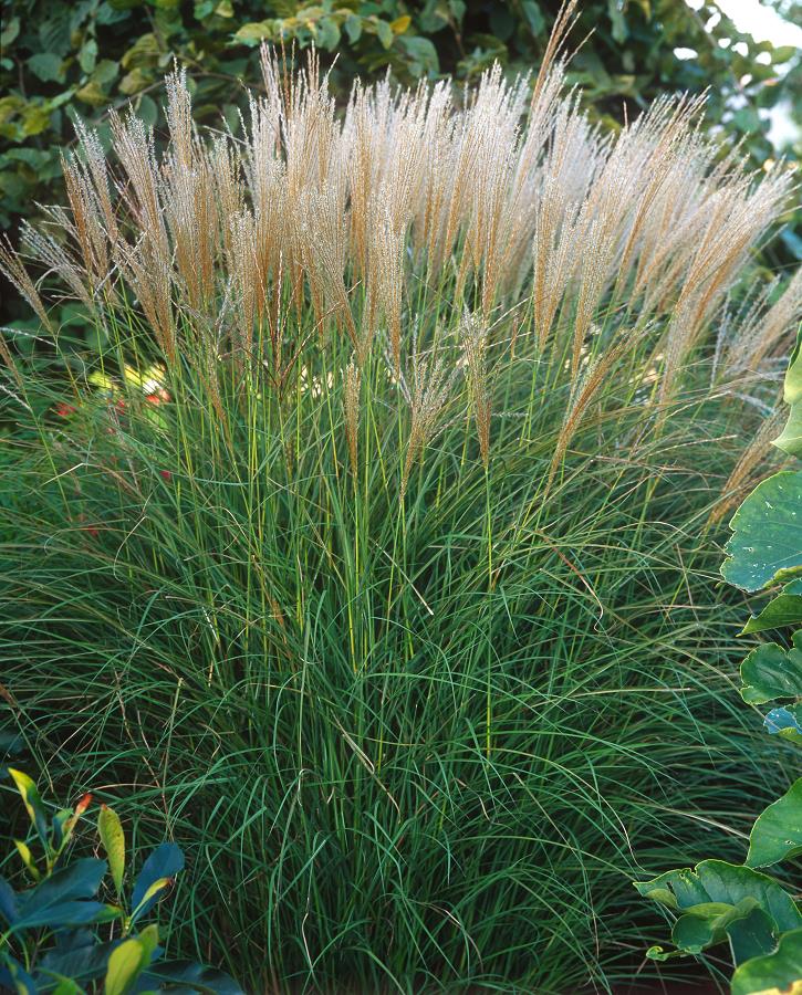 MISCANTHUS Sinensis 'KLEINE SILBERSPINNE' | Minier Solution Pro