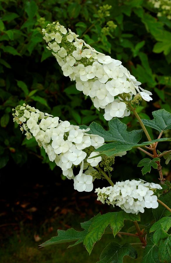 HYDRANGEA quercifolia 'APPLAUSE' | Minier Solution Pro