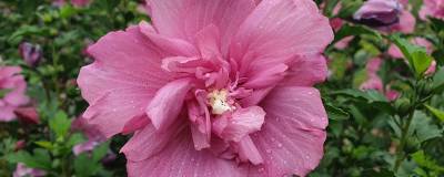 HIBISCUS syriacus BEAUTIFULL (R) MAGENTA 'Minsybfcrou01' cov 01