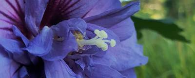 HIBISCUS syriacus BEAUTIFULL (R) COBALT 'Minsybfcble17' cov 01