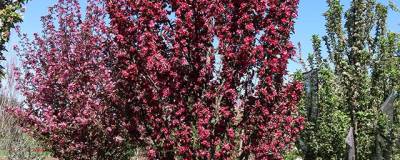 MALUS x JFS RASPBERRY SPEAR (R) 'JFS KW213MX' cov 01