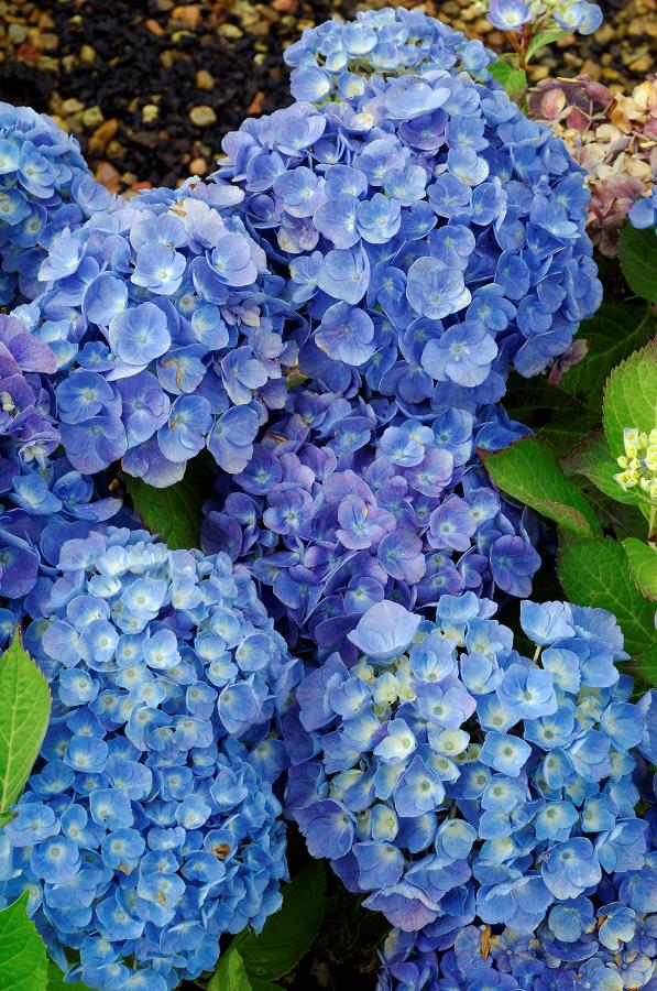 HYDRANGEA macrophylla 'BODENSEE' | Minier Solution Pro