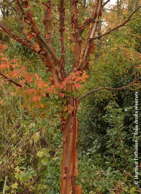 © Hortival Diffusion - Tous droits réservés