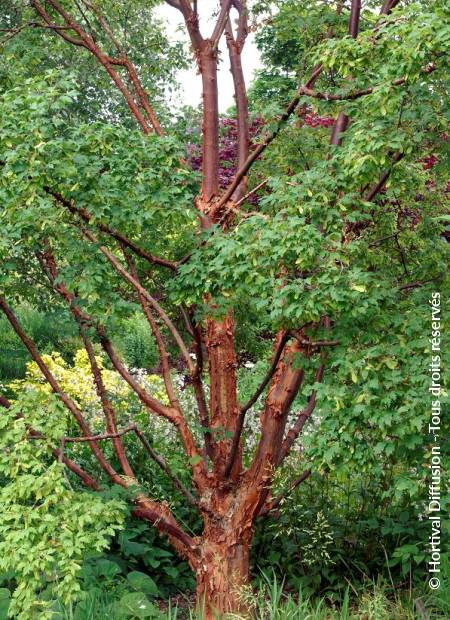 © Hortival Diffusion - Tous droits réservés