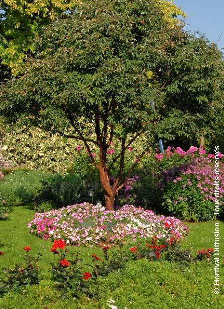 © Hortival Diffusion - Tous droits réservés