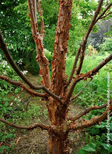 © Hortival Diffusion - Tous droits réservés