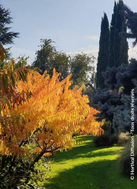 © Hortival Diffusion - Tous droits réservés