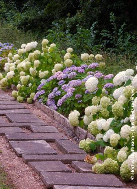 Hydrangea deals arborescens annabelle