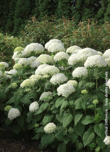 © Hortival Diffusion - Tous droits réservés