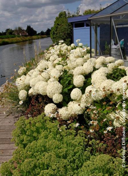 © Hortival Diffusion - Tous droits réservés