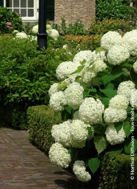 © Hortival Diffusion - Tous droits réservés