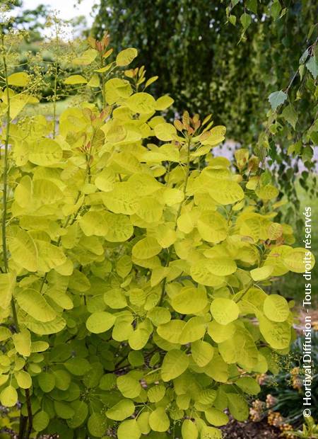 © Hortival Diffusion - Tous droits réservés