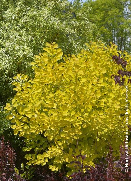 © Hortival Diffusion - Tous droits réservés