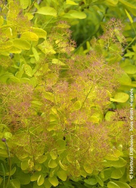 © Hortival Diffusion - Tous droits réservés