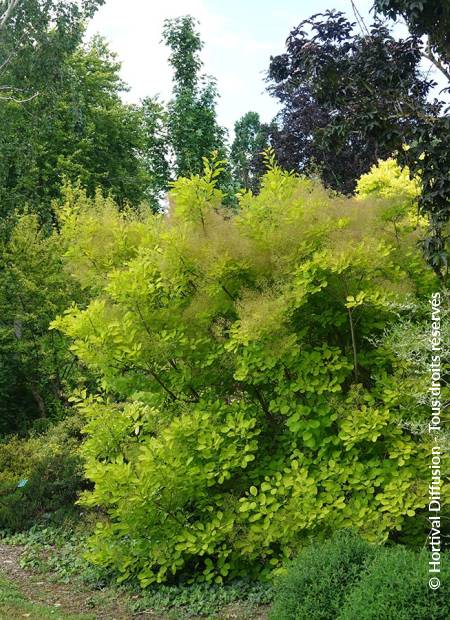 © Hortival Diffusion - Tous droits réservés