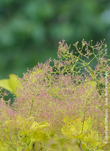 © Hortival Diffusion - Tous droits réservés