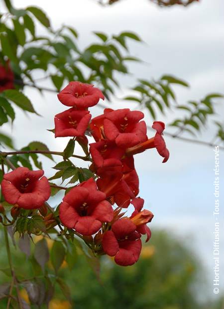 © Hortival Diffusion - Tous droits réservés