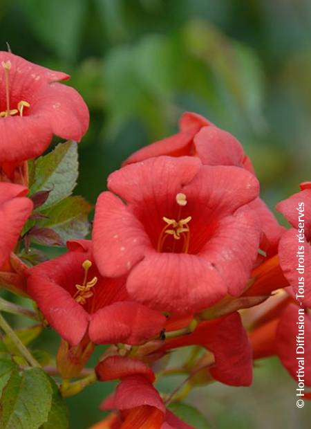 © Hortival Diffusion - Tous droits réservés