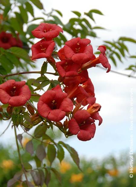 © Hortival Diffusion - Tous droits réservés