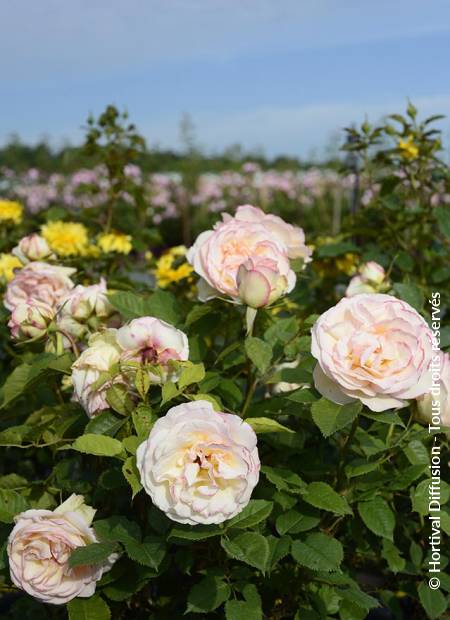 © Hortival Diffusion - Tous droits réservés