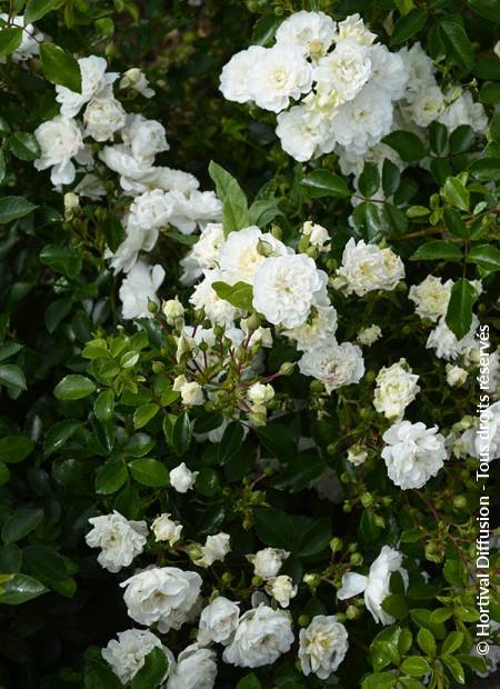 © Hortival Diffusion - Tous droits réservés