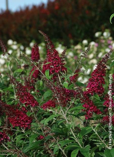 © Hortival Diffusion - Tous droits réservés