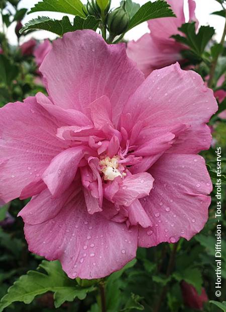 © Hortival Diffusion - Tous droits réservés