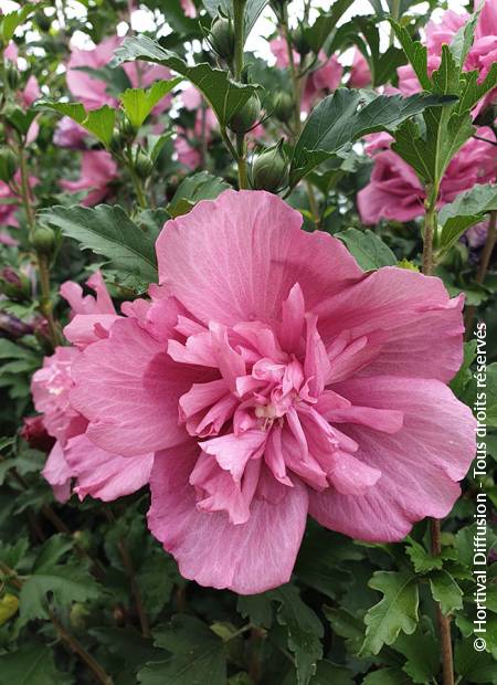 © Hortival Diffusion - Tous droits réservés