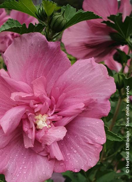 © Hortival Diffusion - Tous droits réservés