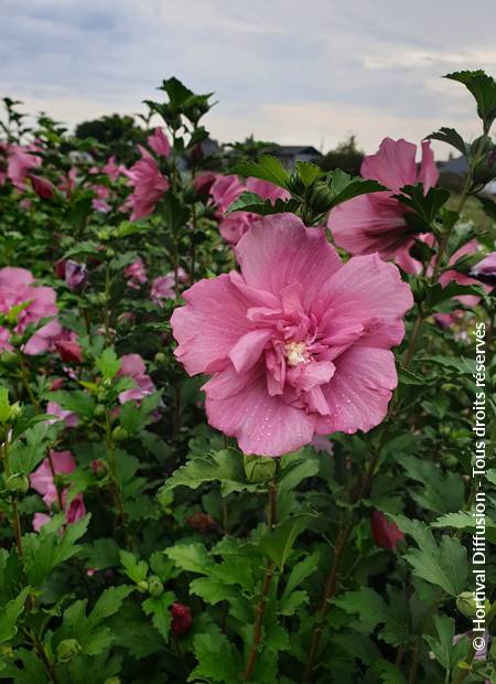 © Hortival Diffusion - Tous droits réservés