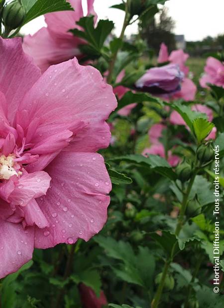 © Hortival Diffusion - Tous droits réservés