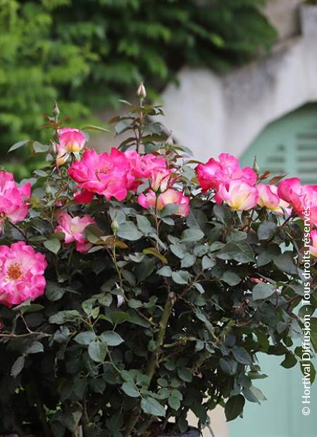 © Hortival Diffusion - Tous droits réservés