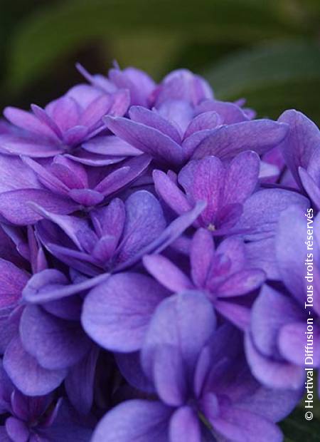 © Hortival Diffusion - Tous droits réservés