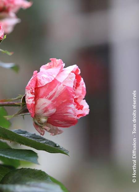 © Hortival Diffusion - Tous droits réservés