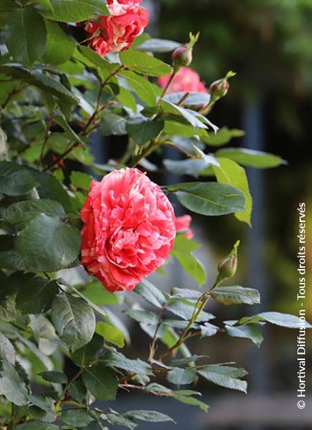 © Hortival Diffusion - Tous droits réservés