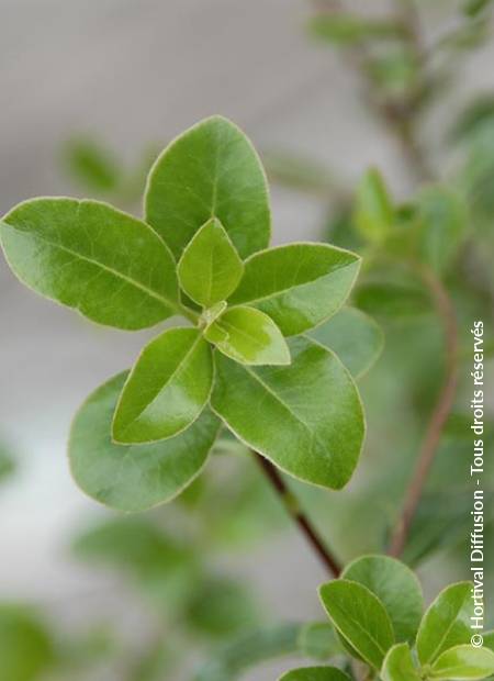 © Hortival Diffusion - Tous droits réservés