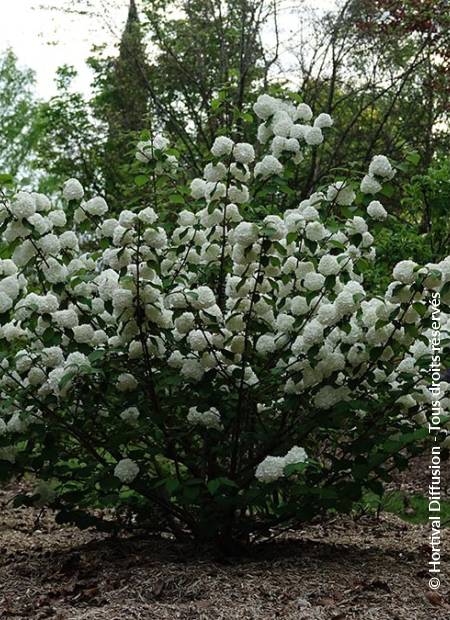 © Hortival Diffusion - Tous droits réservés