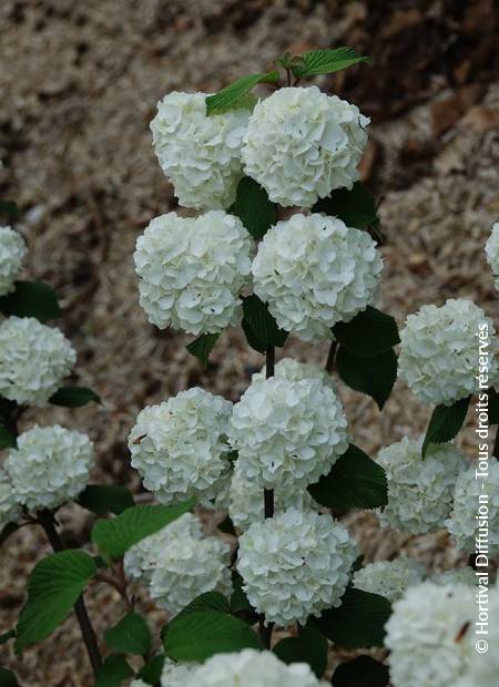 © Hortival Diffusion - Tous droits réservés