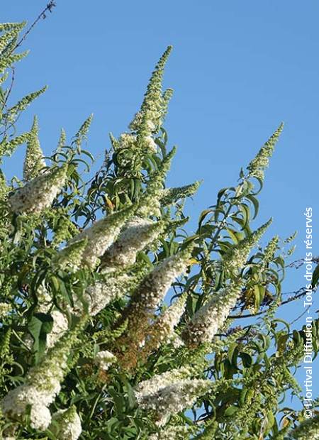 © Hortival Diffusion - Tous droits réservés