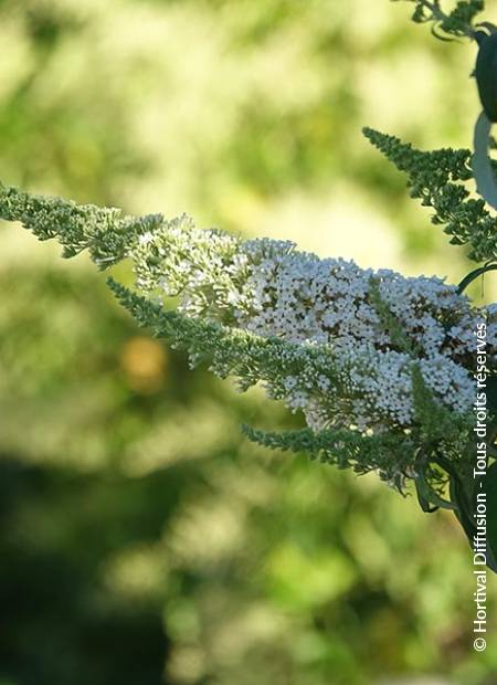 © Hortival Diffusion - Tous droits réservés